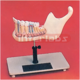 HUMAN LOWER JAW WITH TEETH